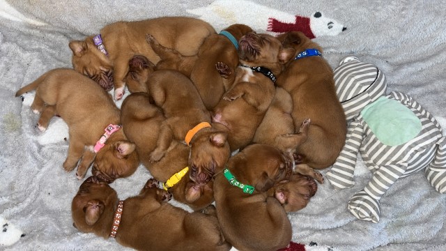 DOGUE DE BORDEAUX PUPPYS!!