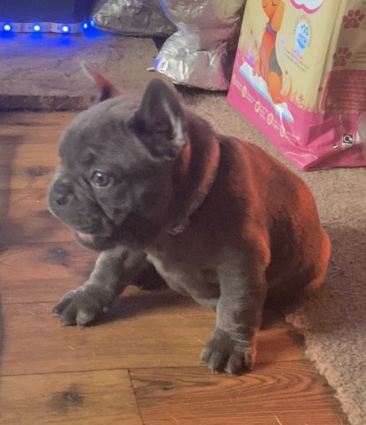 French Bulldog puppy for sale + 37312