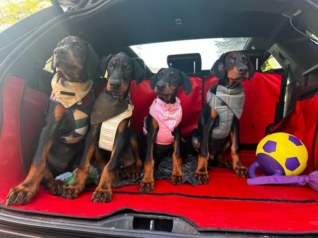 Doberman Pinscher puppy for sale + 37405