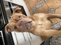 Lola the olde English bulldog English Bulldog for sale/adoption