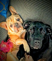 6 months female cane corso Cane Corso for sale/adoption