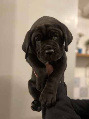 Italian cane corso puppies