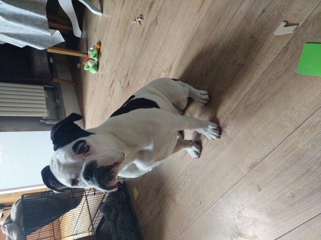 Old English bulldog F4 (girl) 7 months old