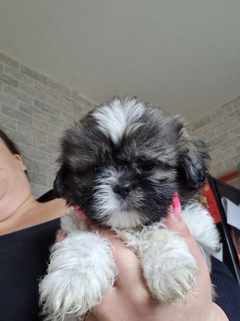 Lhasa Apso puppy for sale + 37301