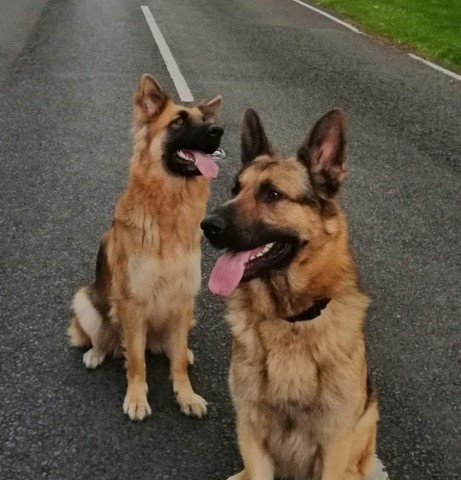 German shepherd puppies