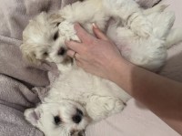 Maltese thumbnail