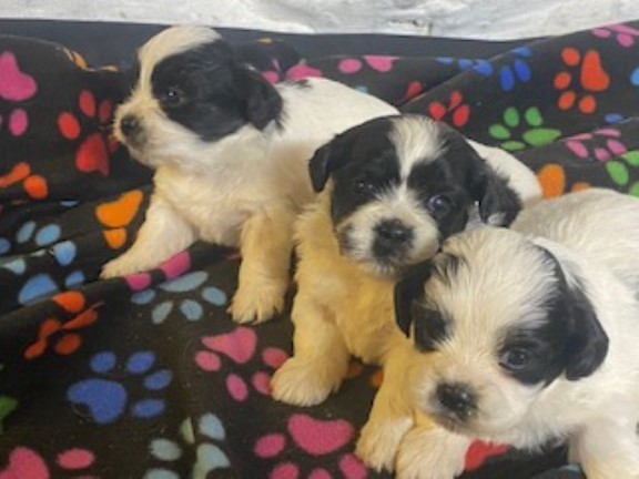 CUTE AND CUDDLY - SHIHTZU X BICHON FRISE PUPPIES