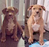 American bully pups American Bulldog for sale/adoption