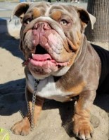 Male lilac tri British bulldog English Bulldog for sale/adoption