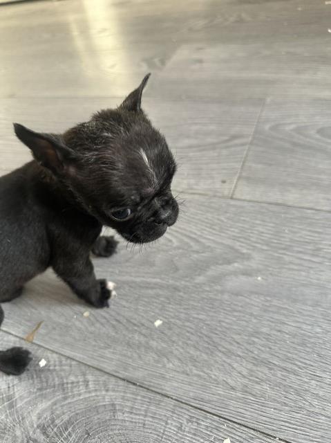 Boston Terrier puppy for sale + 37517