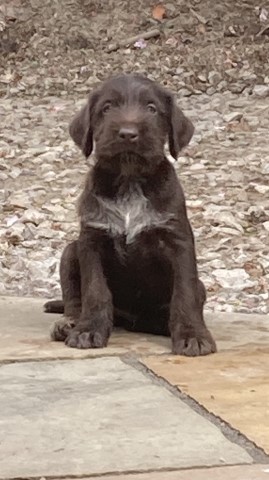 German Wirehaired Pointer x pups