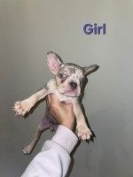 French Bulldog Puppies French Bulldog for sale/adoption