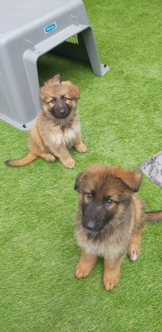 German Shepherd Dog puppy for sale + 37431