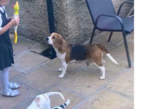 Beautiful beagle cross cocker spaniel