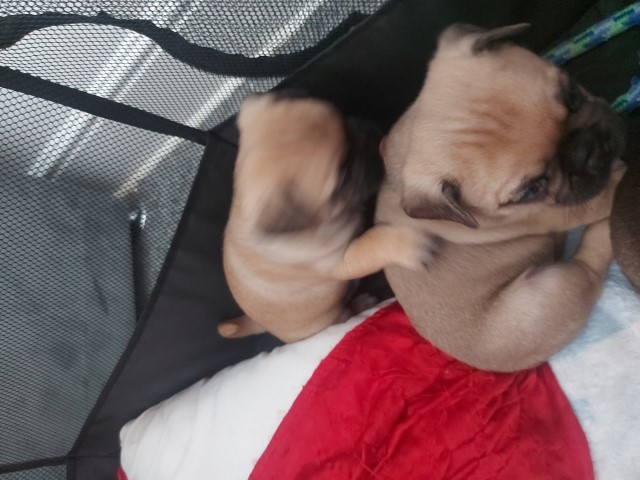 4 bulldog/pug puppies for sale