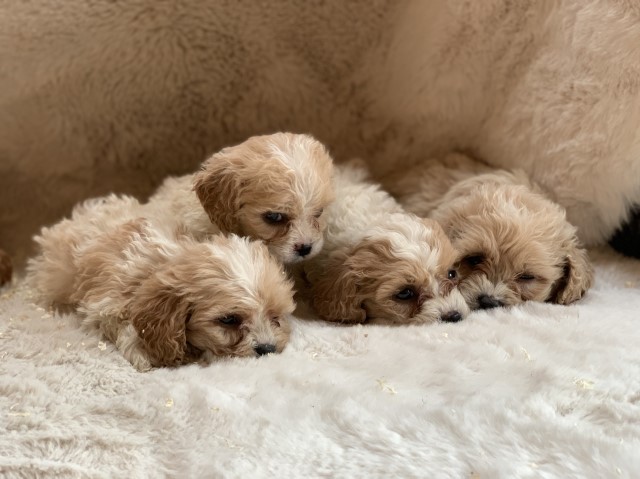 Cavalier King Charles Spaniel puppy for sale + 37336