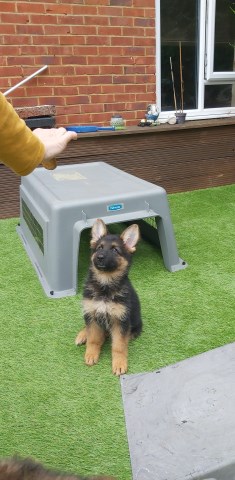 Straight back german shephard puppies