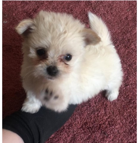 Maltese puppy for sale + 37327