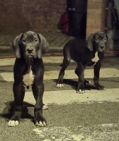 KC reg Great Dane puppies Great Dane for sale/adoption