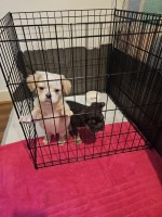2 Adorable Puppies for Sale French Bulldog for sale/adoption