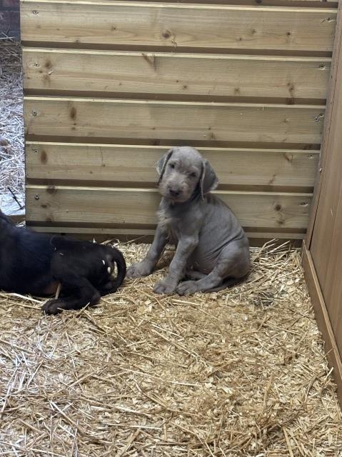 Pointer puppy for sale + 37588