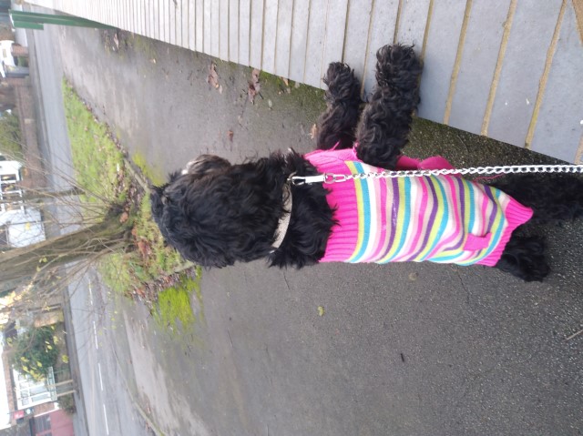 Rehome my cockapoo tilly beautiful dog sad post