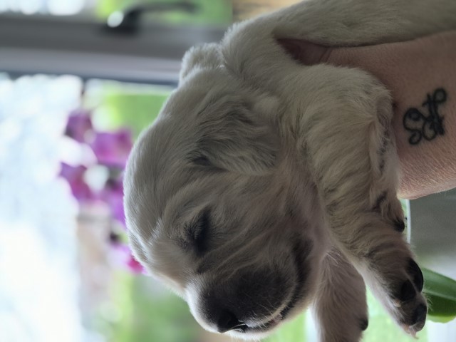 KC Registered Golden Retriever puppies