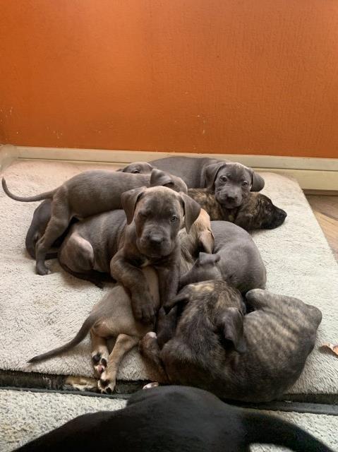 Blue Cane Corso Puppies! Brindle, And Black!