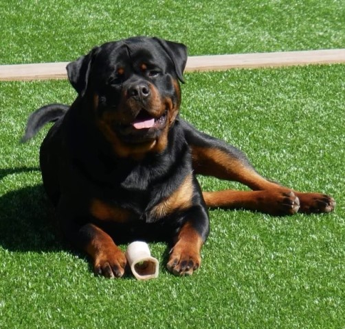 Rottweiler puppy for sale + 37282