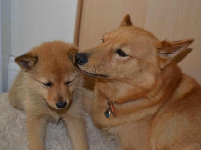 Finnish Spitz puppy for sale + 37257