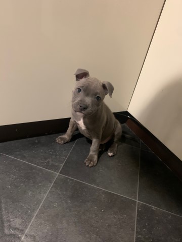 Blue Staffordshire Bull Terrier