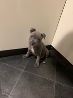 Blue Staffordshire Bull Terrier Staffordshire Bull Terrier for sale/adoption