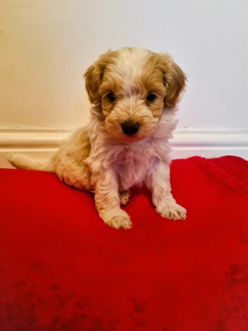 Maltipoo puppy for sale + 37366