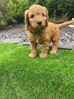 Cockapoo F1 puppies Dna tested parents ready to leave Cockapoo for sale/adoption