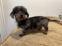 Long hair miniature dachshund Dachshund for sale/adoption
