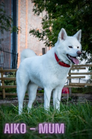 Japanese Akita Inu