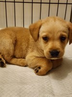 Labrador Retreived Labrador Retriever for sale/adoption