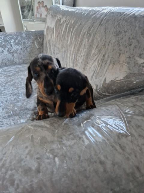 Dachshund puppy for sale + 37380