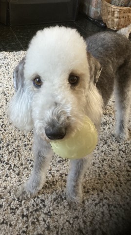 Bedlington Terrier Pups