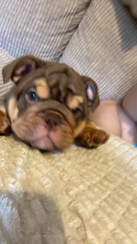 English Bulldog puppy for sale + 37346