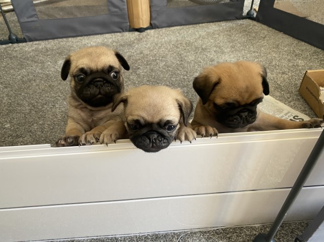 Pug puppy for sale + 37322