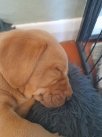 Lovely Yellow Labrador Puppies, Males and Females Available Labrador Retriever for sale/adoption