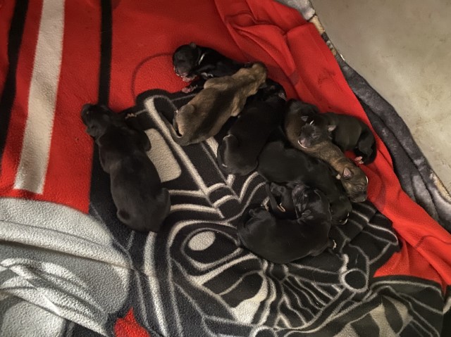 German Shepherd Dog puppy for sale + 37288