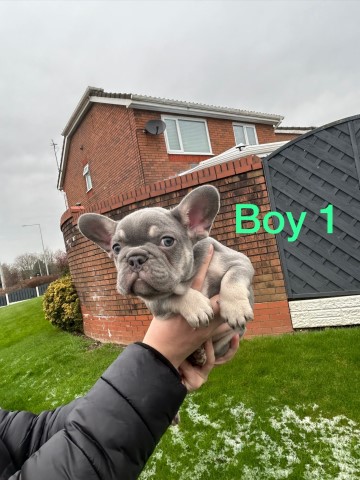 French Bulldog puppy for sale + 37255