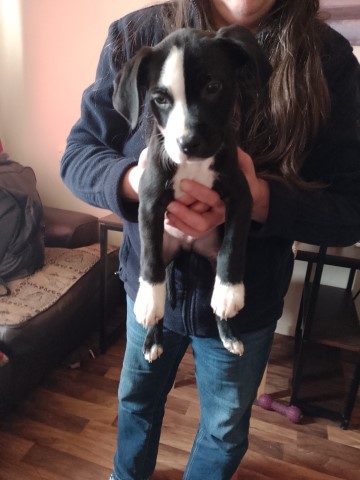 Staffordshire bull terrier x Cocker spaniel puppies