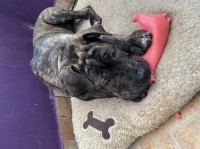 Cane Corso thumbnail
