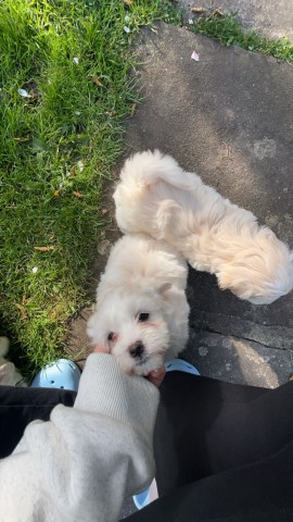 Maltese puppy for sale + 37564