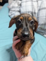 3 daushound/jack Russell puppies Dachshund for sale/adoption