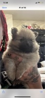 Pomeranian puppies currently 5 weeks old Pomeranian for sale/adoption