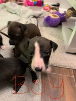 9 bull lurcher puppies Whippet for sale/adoption